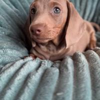 Bassotto kaninchen maschio