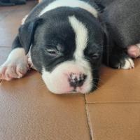 Cuccioli American Bully Pocket