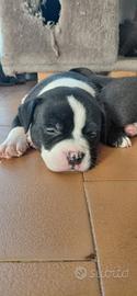 Cuccioli American Bully Pocket