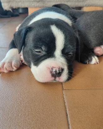 Cuccioli American Bully Pocket