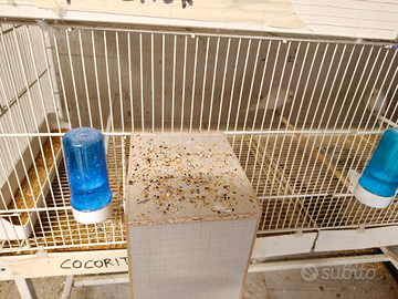 Calopsiti-canarini- cocorite bianche