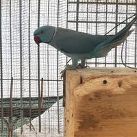 Parrocchetto maschio