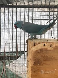 Parrocchetto maschio