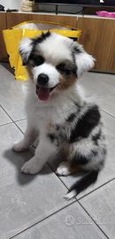 Meraviglioso cucciolo blue merle