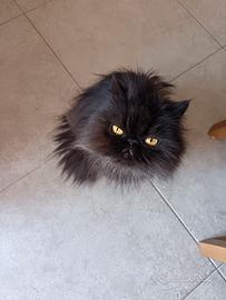 Gatto persiano