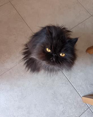 Gatto persiano
