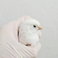 2 Canarini Bianchi Recessivo Maschi 2025