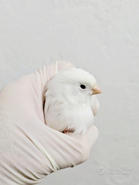 2 Canarini Bianchi Recessivo Maschi 2025