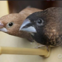 Passeri del giappone