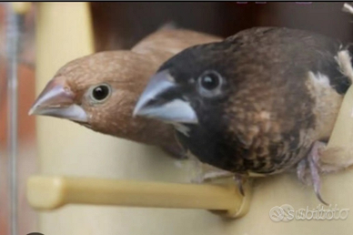 Passeri del giappone