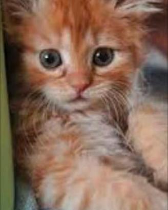 Gattini incrocio mainecoon