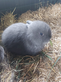 Coniglietti nani Ariete blu di vienna