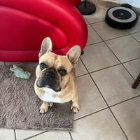 Buuldog francese per monta