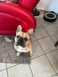 Buuldog francese per monta