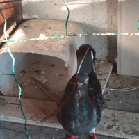 Colombi cravattati taliani