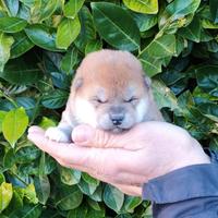 Originale stupendo cucciolo Shiba