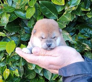 Originale stupendo cucciolo Shiba