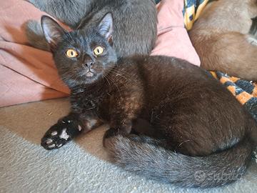 Gattina nera, incrocio Munchkin, zampe corte
