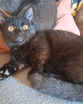 Gattina nera, incrocio Munchkin, zampe corte