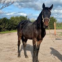Cavallo