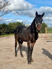 Cavallo