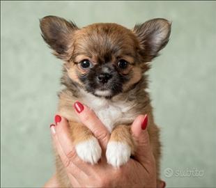 Splendidi Chihuahua Pedigree ENCI