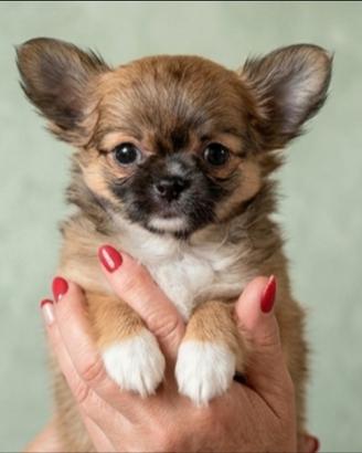 Splendidi Chihuahua Pedigree ENCI