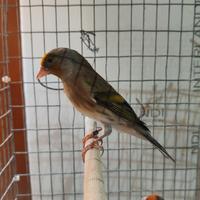 Ibrido di cardellino x canarina