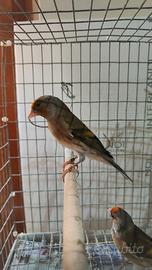 Ibrido di cardellino x canarina