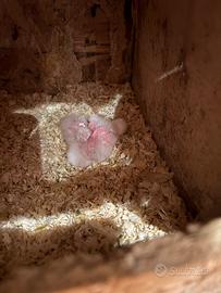 Ultimo Pullo Kakariko geezmond