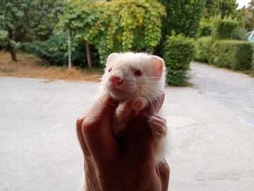 Furetti baby
