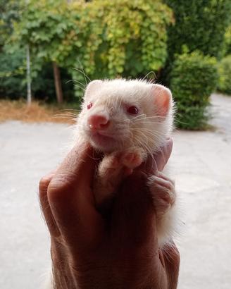 Furetti baby
