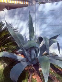 Agave