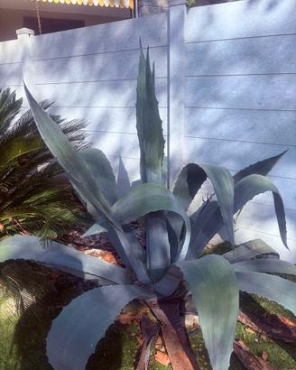 Agave