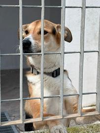 Snoopy è entrato in canile