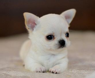 Piccolissimi chihuahua pedigree enci