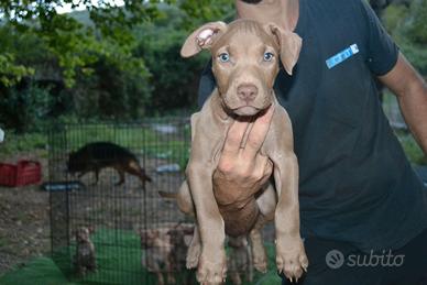 Cuccioli pittbull