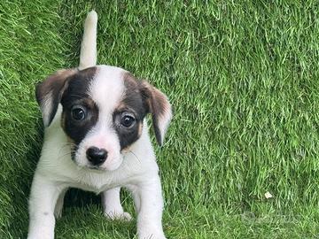 Jack russell