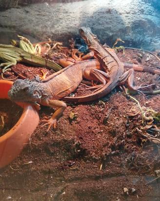 Iguane rosse