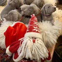 Weimaraner cuccioli