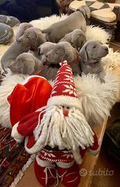 Weimaraner cuccioli