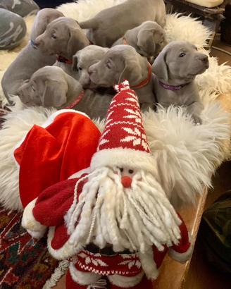 Weimaraner cuccioli
