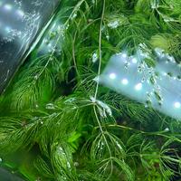 Pianta acquario Ceratofillo