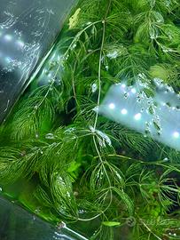 Pianta acquario Ceratofillo