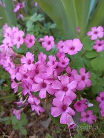 Oxalis perenne mix piante e bulbi