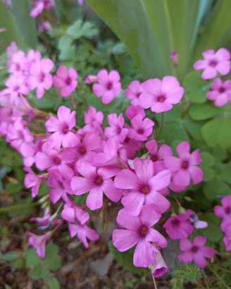 Oxalis perenne mix piante e bulbi