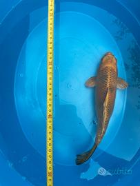 Carpa Koi Bronzo/Dorata