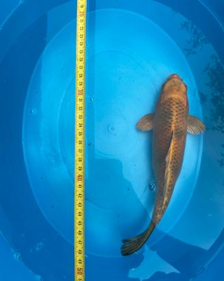 Carpa Koi Bronzo/Dorata