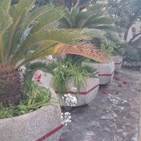 Arredo giardino; cycas adulte in vasi vintage