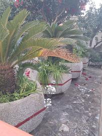 Arredo giardino; cycas adulte in vasi vintage